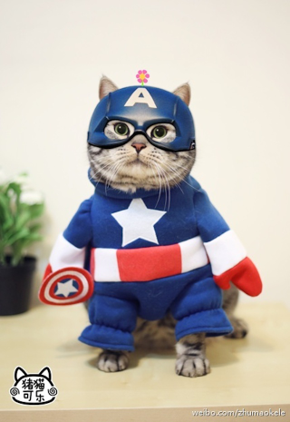 Illustration for article titled Meet China's Next Cat Celebrity
